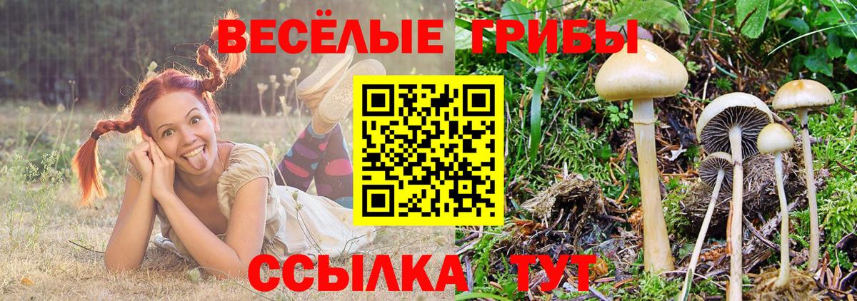 Галлюциногенные грибы Psilocybine cubensis  Вход с VPN  Похвистнево  Псилоцибиновые грибы GOLDEN TEACHER 